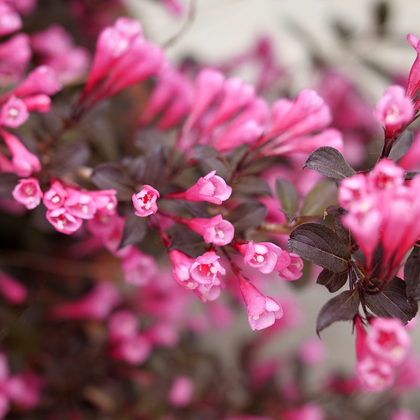 Weigela Very Fine Wine® (PW)