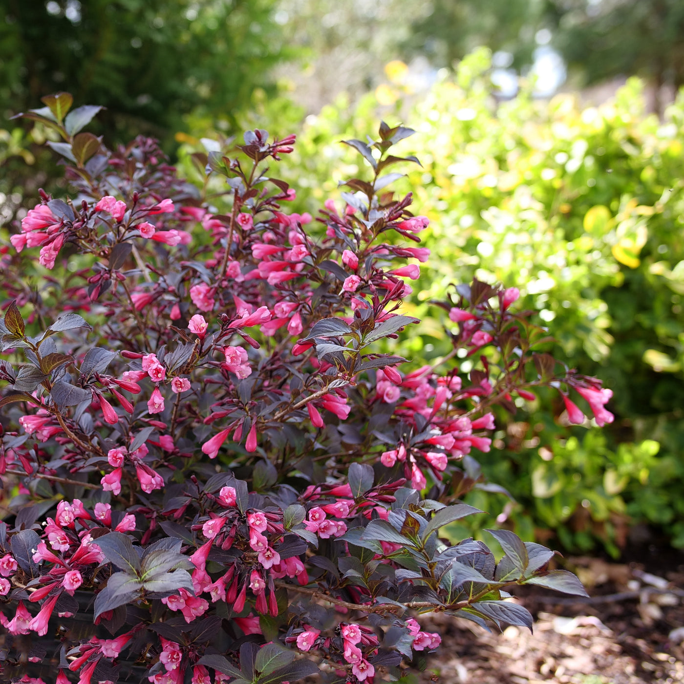 Weigela Very Fine Wine® (PW)