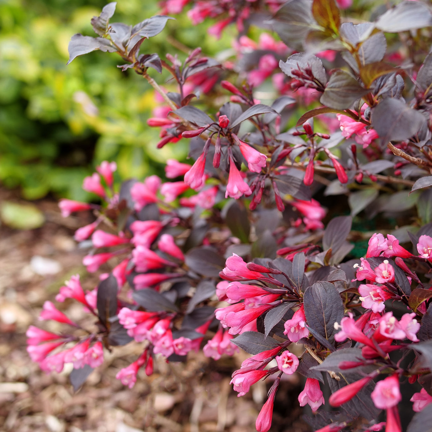 Weigela Very Fine Wine® (PW)