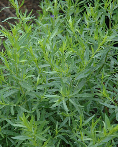 HERB - Tarragon - French