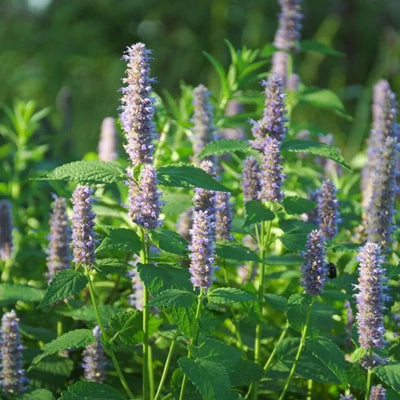 Agastache foeniculum (Anise Hyssop) *TB*