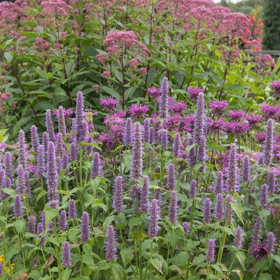 Agastache foeniculum (Anise Hyssop) *TB*