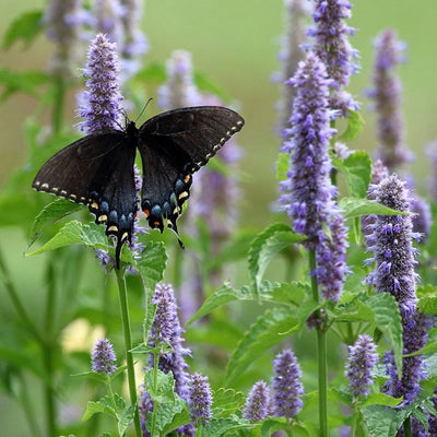 Agastache foeniculum (Anise Hyssop) *TB*