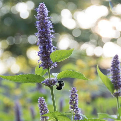 Agastache foeniculum (Anise Hyssop) *TB*