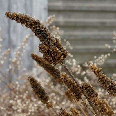 Agastache foeniculum (Anise Hyssop) *TB*