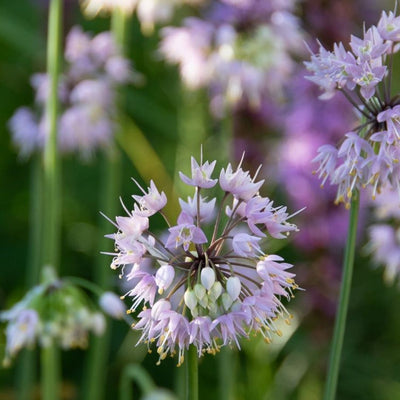 Allium cernuum (Nodding Onion) *TB*