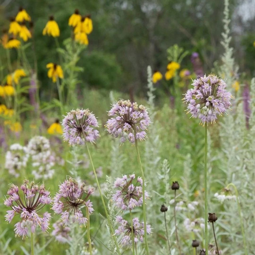 Allium cernuum (Nodding Onion) *TB*