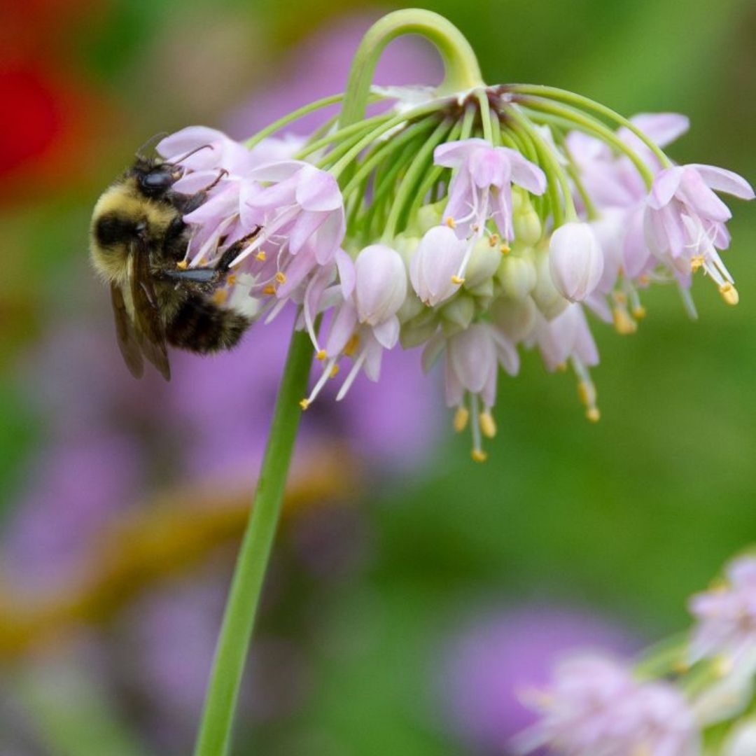 Allium cernuum (Nodding Onion) *TB*