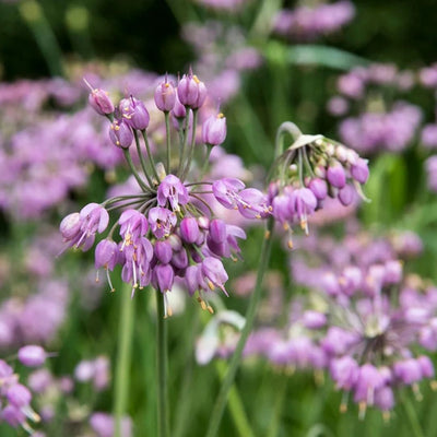 Allium cernuum (Nodding Onion) *TB*