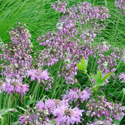 Allium cernuum (Nodding Onion) *TB*