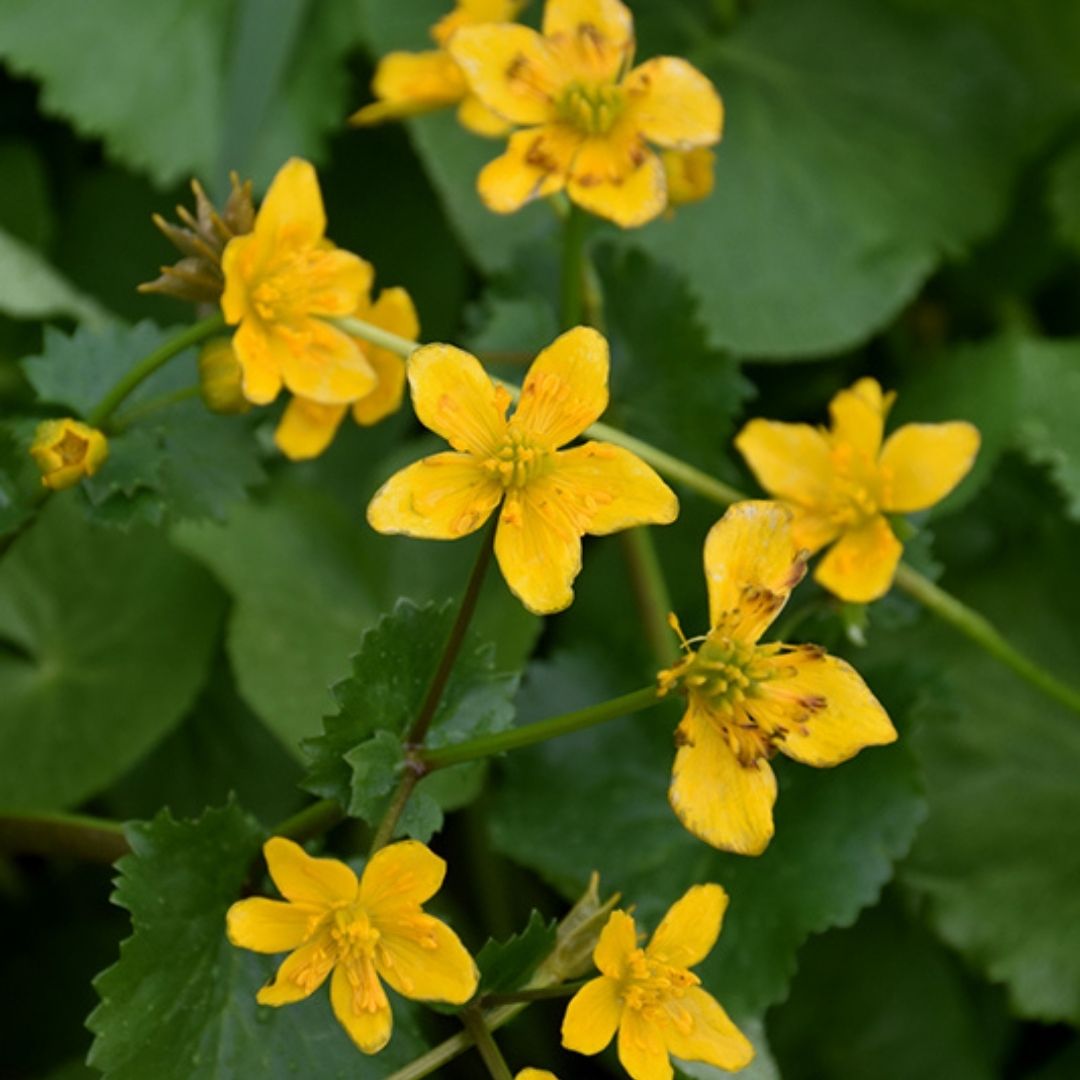 Caltha palustris (Marsh Marigold) *TB*