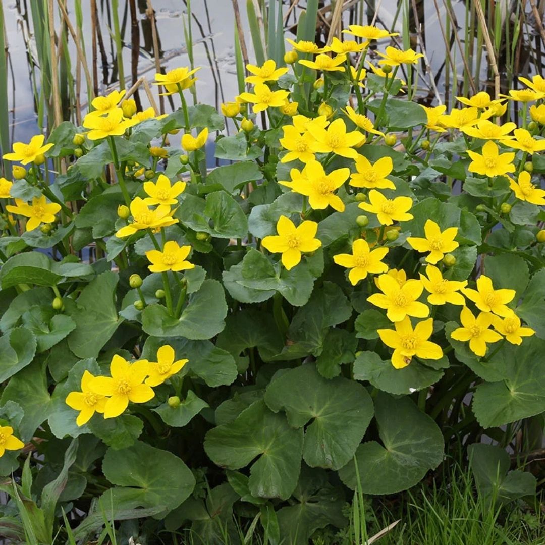 Caltha palustris (Marsh Marigold) *TB*