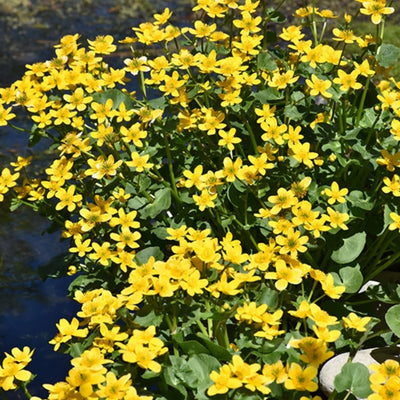 Caltha palustris (Marsh Marigold) *TB*