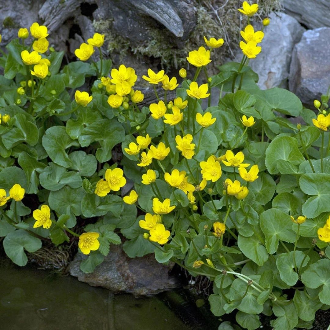 Caltha palustris (Marsh Marigold) *TB*