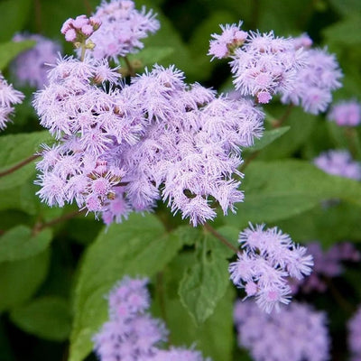 Conoclinium coelestinum (Blue Mistflower) *TB*