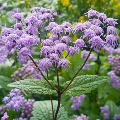 Conoclinium coelestinum (Blue Mistflower) *TB*