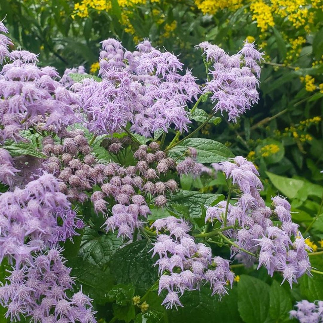 Conoclinium coelestinum (Blue Mistflower) *TB*