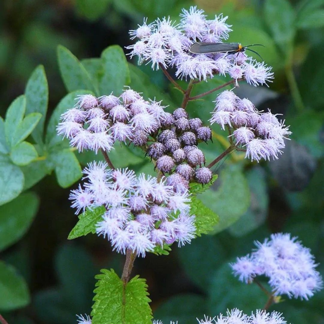 Conoclinium coelestinum (Blue Mistflower) *TB*