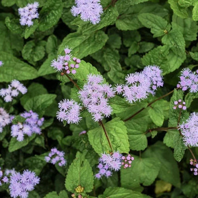 Conoclinium coelestinum (Blue Mistflower) *TB*