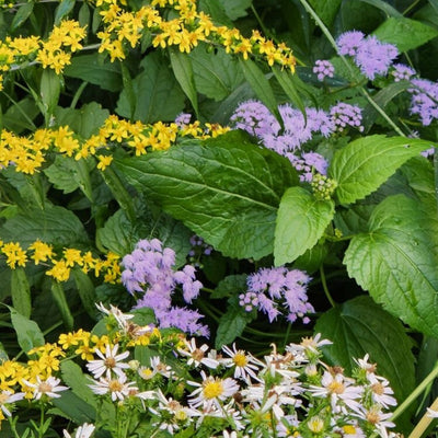 Conoclinium coelestinum (Blue Mistflower) *TB*