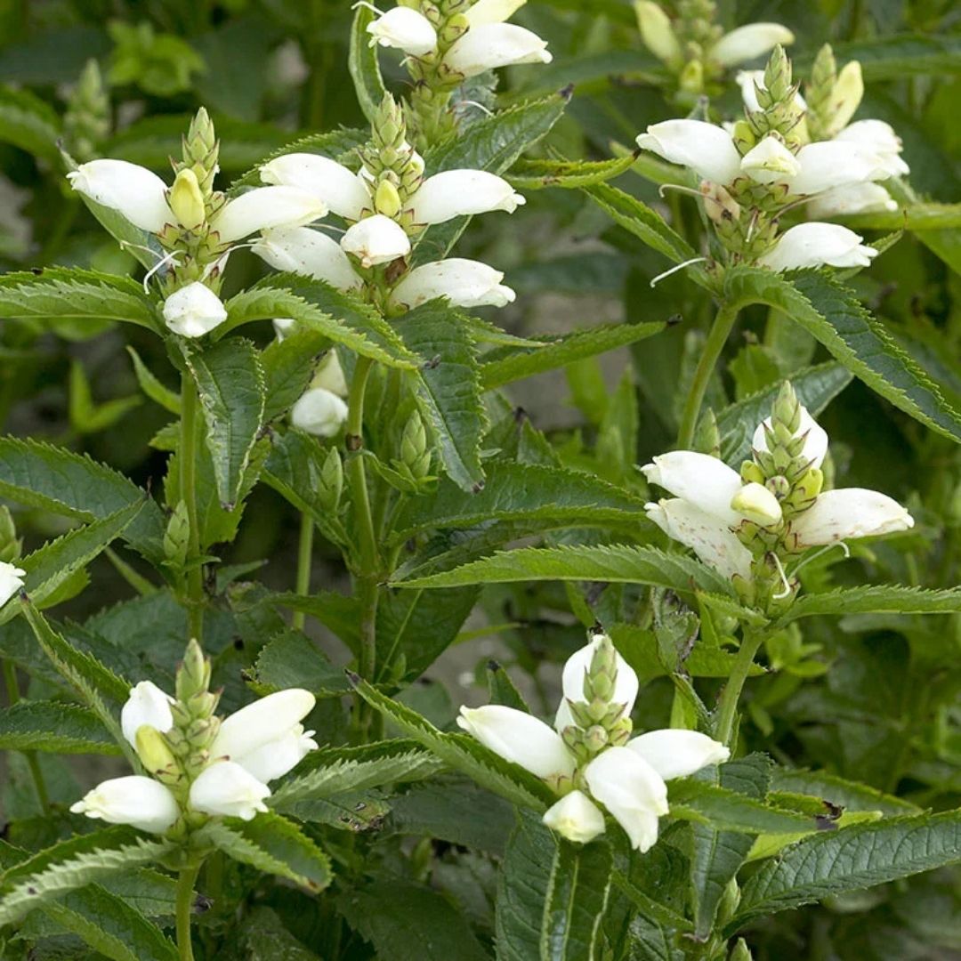 Chelone glabra (White Glabra) *TB*