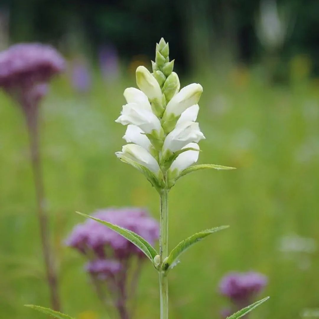 Chelone glabra (White Glabra) *TB*