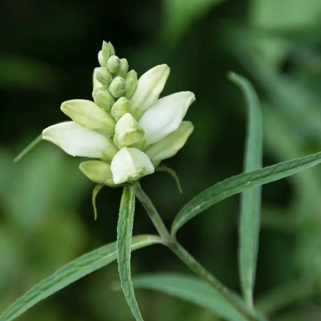 Chelone glabra (White Glabra) *TB*