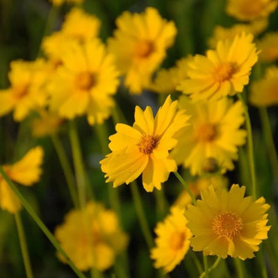 Coreopsis lanceolata (Lanceleaf Coreopsis) *TB*