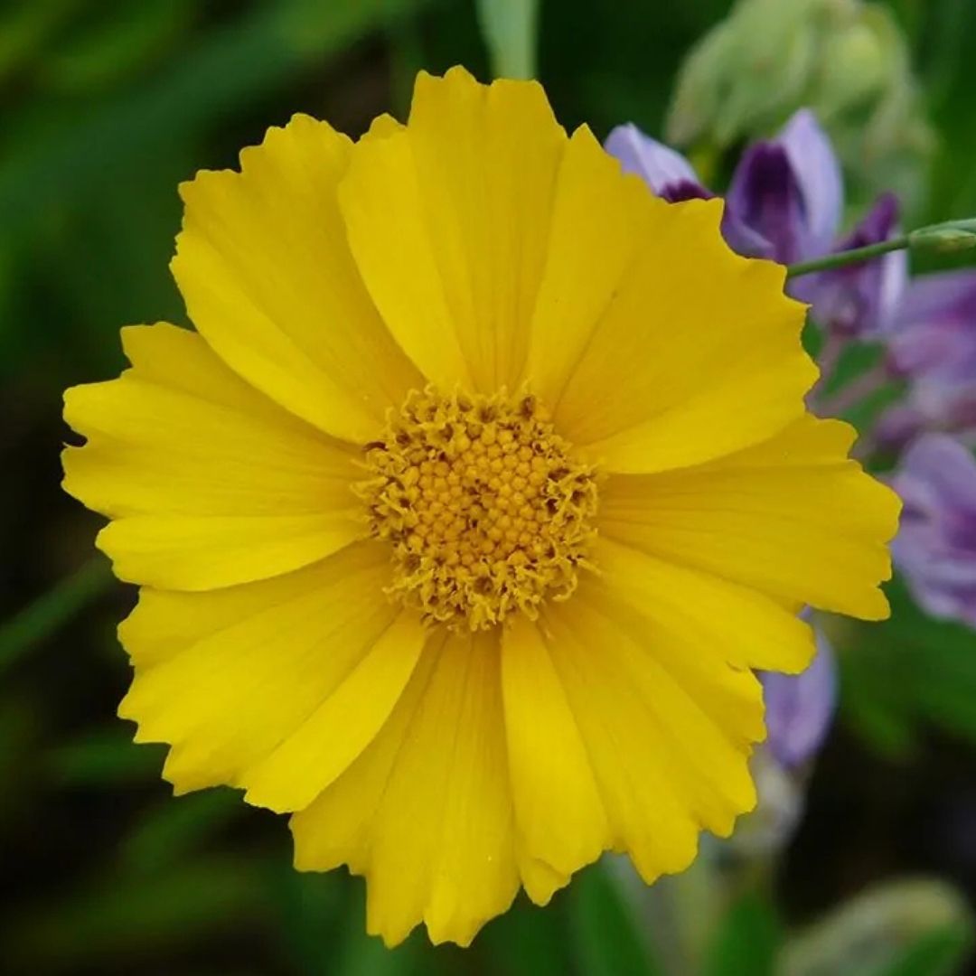 Coreopsis lanceolata (Lanceleaf Coreopsis) *TB*