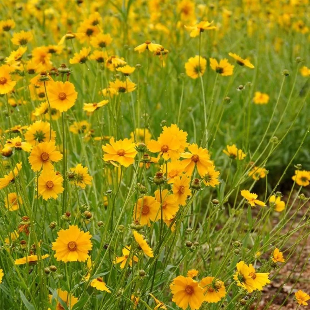 Coreopsis lanceolata (Lanceleaf Coreopsis) *TB*