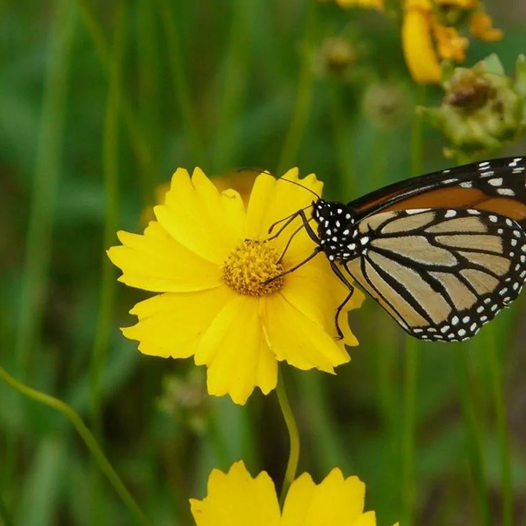 Coreopsis lanceolata (Lanceleaf Coreopsis) *TB*