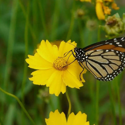 Coreopsis lanceolata (Lanceleaf Coreopsis) *TB*