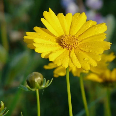 Coreopsis lanceolata (Lanceleaf Coreopsis) *TB*