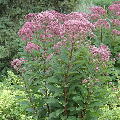 Eutrochium maculatum (Joe Pye Weed) *TB*