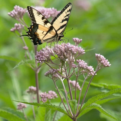 Eutrochium maculatum (Joe Pye Weed) *TB*