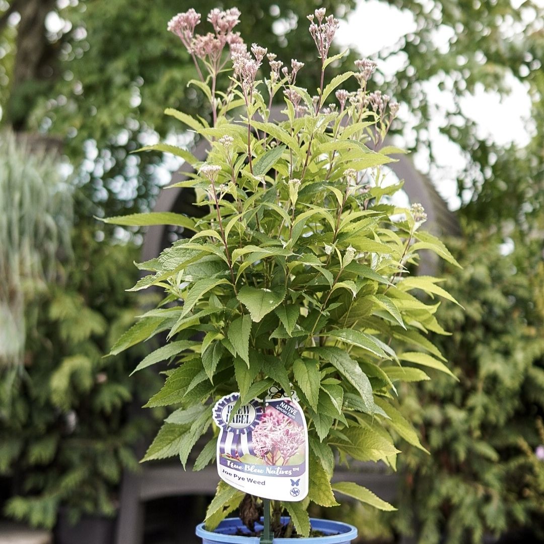 Eutrochium maculatum (Joe Pye Weed) *TB*