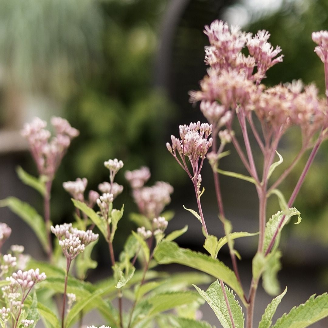 Eutrochium maculatum (Joe Pye Weed) *TB*