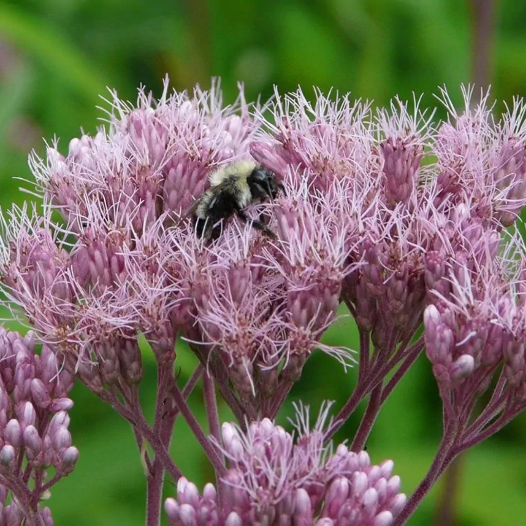 Eutrochium maculatum (Joe Pye Weed) *TB*