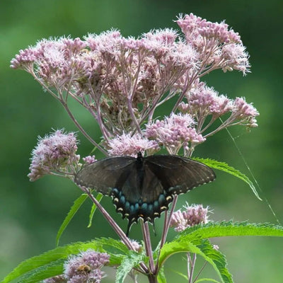 Eutrochium maculatum (Joe Pye Weed) *TB*