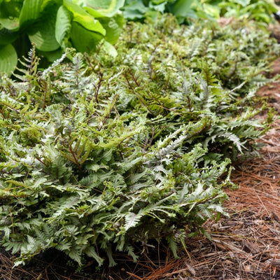 Fern 'Crested Surf' (PW)