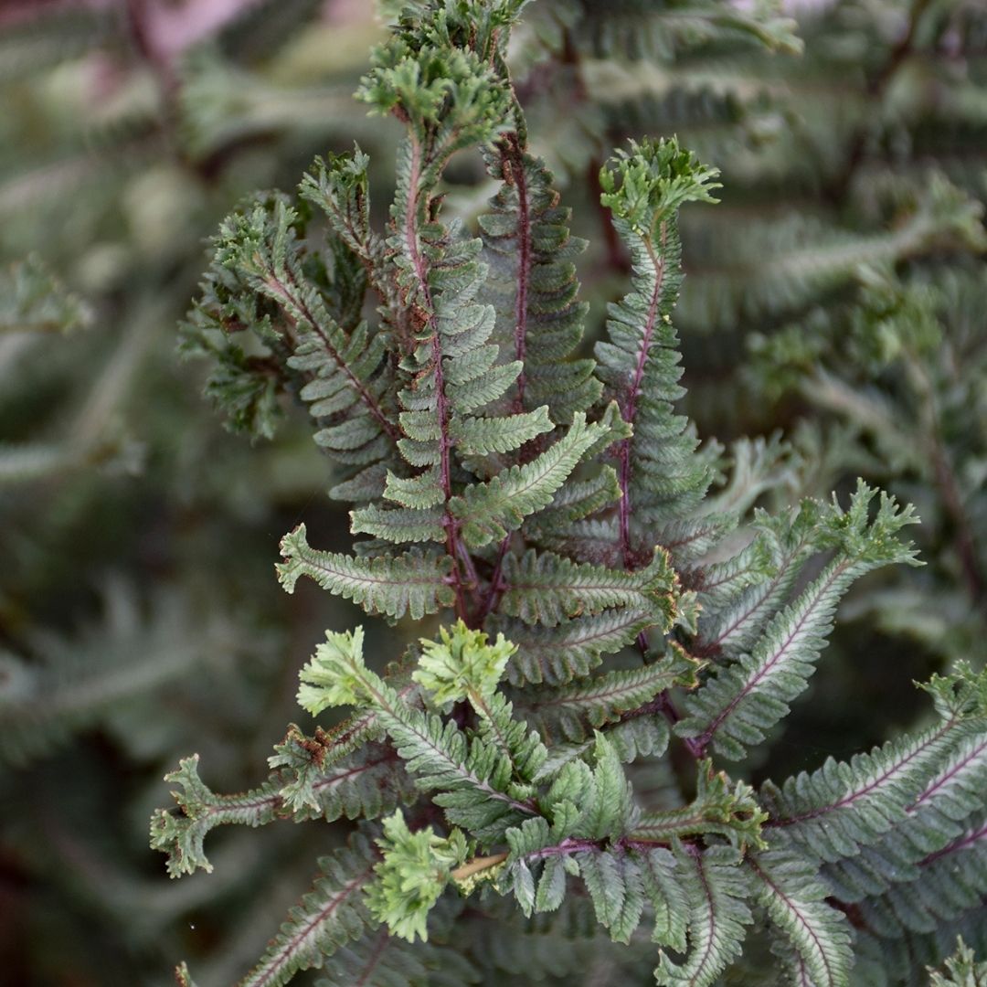 Fern 'Crested Surf' (PW)