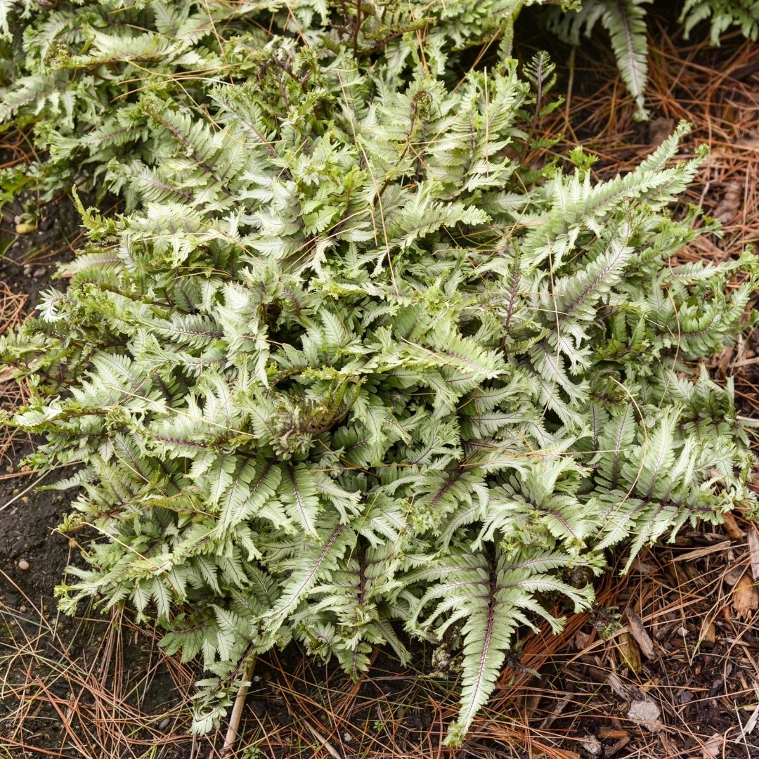 Fern 'Crested Surf' (PW)