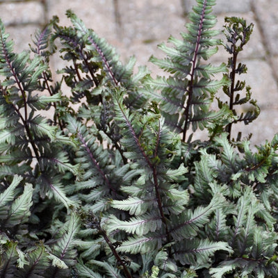 Fern 'Crested Surf' (PW)