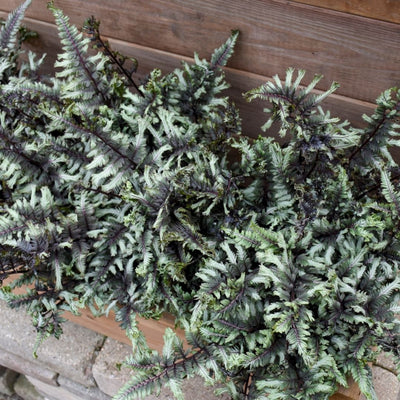 Fern 'Crested Surf' (PW)