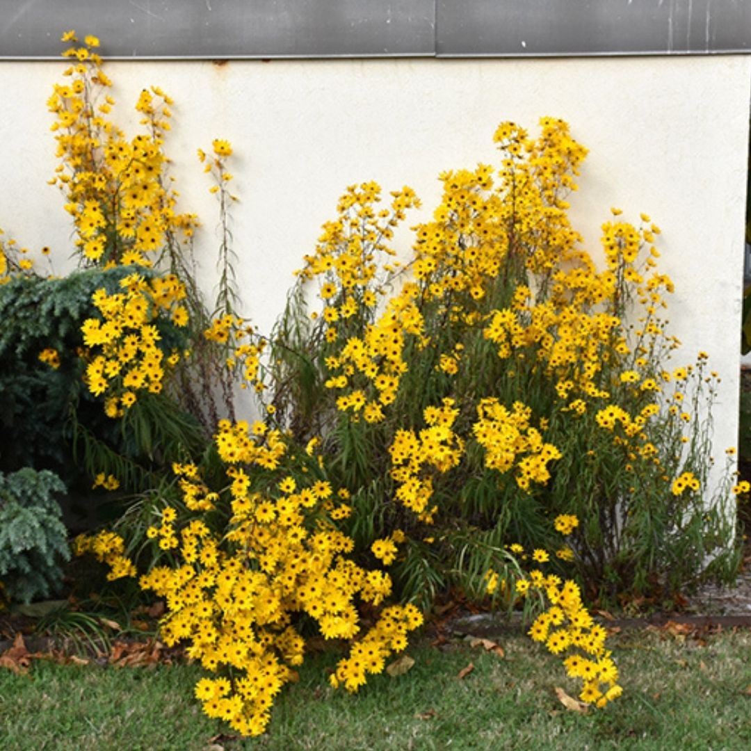 Helianthus angustifolius (Swamp Sunflower) *TB*