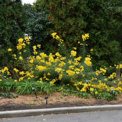 Helianthus angustifolius (Swamp Sunflower) *TB*