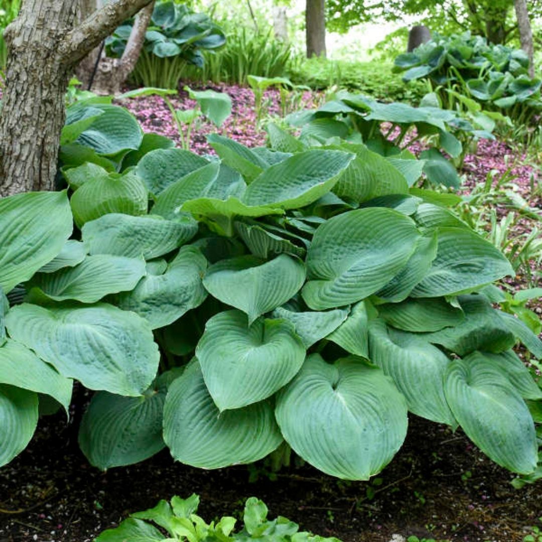 Hosta 'Big Daddy'