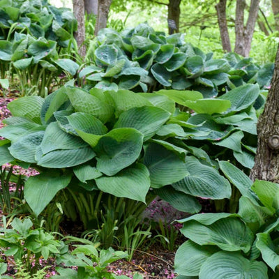 Hosta 'Big Daddy'