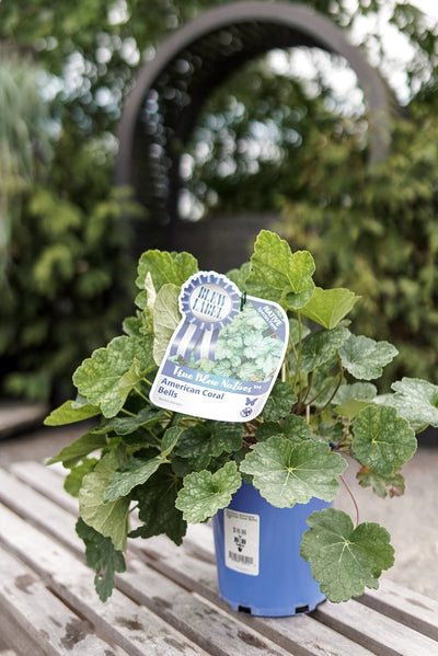 Heuchera americana (American Coral Bells) *TB*