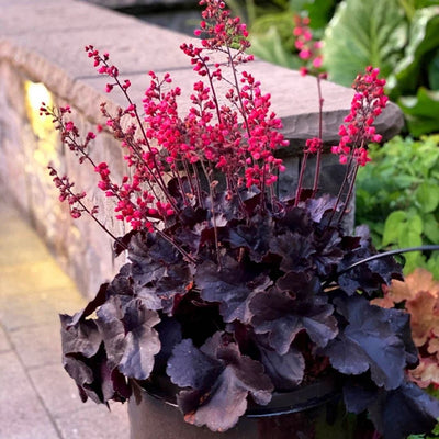 Heuchera 'Black Forest Cake'